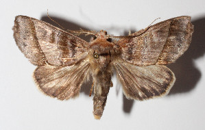  ( - 14-SRNP-47515)  @14 [ ] CreativeCommons  Attribution Non-Commercial Share-Alike (2016) Unspecified Guanacaste Dry Forest Conservation Fund