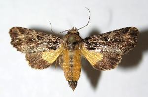  ( - 14-SRNP-65253)  @13 [ ] CreativeCommons  Attribution Non-Commercial Share-Alike (2016) Unspecified Guanacaste Dry Forest Conservation Fund