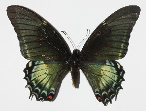  ( - 14-SRNP-65262)  @11 [ ] CreativeCommons  Attribution Non-Commercial Share-Alike (2016) Unspecified Guanacaste Dry Forest Conservation Fund