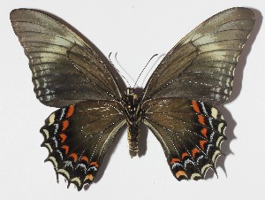  ( - 14-SRNP-65262)  @11 [ ] CreativeCommons  Attribution Non-Commercial Share-Alike (2016) Unspecified Guanacaste Dry Forest Conservation Fund