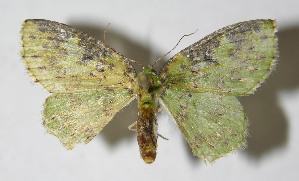  ( - 14-SRNP-71884)  @13 [ ] CreativeCommons  Attribution Non-Commercial Share-Alike (2016) Unspecified Guanacaste Dry Forest Conservation Fund