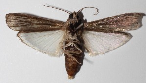  ( - 14-SRNP-76774)  @13 [ ] CreativeCommons  Attribution Non-Commercial Share-Alike (2016) Unspecified Guanacaste Dry Forest Conservation Fund