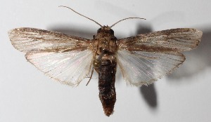  ( - 14-SRNP-76776)  @13 [ ] CreativeCommons  Attribution Non-Commercial Share-Alike (2016) Unspecified Guanacaste Dry Forest Conservation Fund