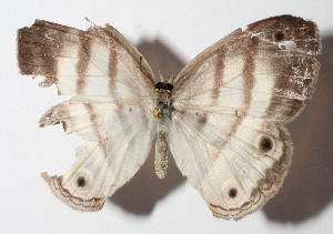  (Euptychia westwoodiDHJ02 - 14-SRNP-81286)  @13 [ ] CreativeCommons  Attribution Non-Commercial Share-Alike (2016) Unspecified Guanacaste Dry Forest Conservation Fund