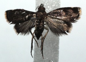  ( - 15-SRNP-100000)  @13 [ ] CreativeCommons  Attribution Non-Commercial Share-Alike (2016) Unspecified Guanacaste Dry Forest Conservation Fund