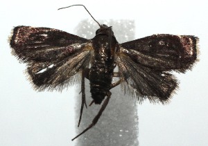  ( - 15-SRNP-100001)  @13 [ ] CreativeCommons  Attribution Non-Commercial Share-Alike (2016) Unspecified Guanacaste Dry Forest Conservation Fund