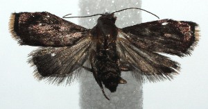  ( - 15-SRNP-100002)  @13 [ ] CreativeCommons  Attribution Non-Commercial Share-Alike (2016) Unspecified Guanacaste Dry Forest Conservation Fund