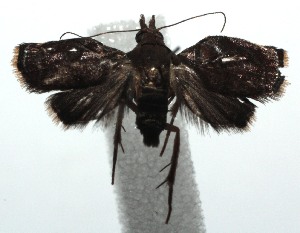  ( - 15-SRNP-100003)  @13 [ ] CreativeCommons  Attribution Non-Commercial Share-Alike (2016) Unspecified Guanacaste Dry Forest Conservation Fund