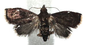  ( - 15-SRNP-100004)  @13 [ ] CreativeCommons  Attribution Non-Commercial Share-Alike (2016) Unspecified Guanacaste Dry Forest Conservation Fund