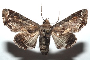  ( - 15-SRNP-100190)  @14 [ ] CreativeCommons  Attribution Non-Commercial Share-Alike (2016) Unspecified Guanacaste Dry Forest Conservation Fund