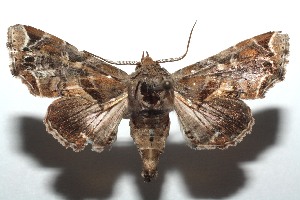  ( - 15-SRNP-100192)  @14 [ ] CreativeCommons  Attribution Non-Commercial Share-Alike (2016) Unspecified Guanacaste Dry Forest Conservation Fund