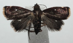  ( - 15-SRNP-100450)  @13 [ ] CreativeCommons  Attribution Non-Commercial Share-Alike (2016) Unspecified Guanacaste Dry Forest Conservation Fund