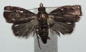  ( - 15-SRNP-100451)  @13 [ ] CreativeCommons  Attribution Non-Commercial Share-Alike (2016) Unspecified Guanacaste Dry Forest Conservation Fund