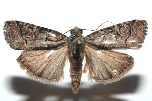  ( - 15-SRNP-100482)  @14 [ ] CreativeCommons  Attribution Non-Commercial Share-Alike (2016) Unspecified Guanacaste Dry Forest Conservation Fund