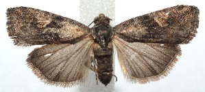  ( - 15-SRNP-100698)  @14 [ ] CreativeCommons  Attribution Non-Commercial Share-Alike (2016) Unspecified Guanacaste Dry Forest Conservation Fund