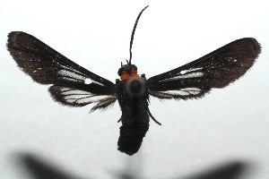  ( - 15-SRNP-101060)  @13 [ ] CreativeCommons  Attribution Non-Commercial Share-Alike (2016) Unspecified Guanacaste Dry Forest Conservation Fund