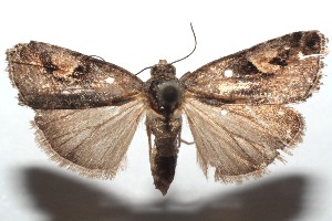  ( - 15-SRNP-101082)  @14 [ ] CreativeCommons  Attribution Non-Commercial Share-Alike (2016) Unspecified Guanacaste Dry Forest Conservation Fund