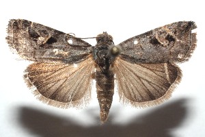  ( - 15-SRNP-101188)  @14 [ ] CreativeCommons  Attribution Non-Commercial Share-Alike (2016) Unspecified Guanacaste Dry Forest Conservation Fund