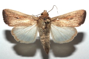  ( - 15-SRNP-101200)  @14 [ ] CreativeCommons  Attribution Non-Commercial Share-Alike (2016) Unspecified Guanacaste Dry Forest Conservation Fund