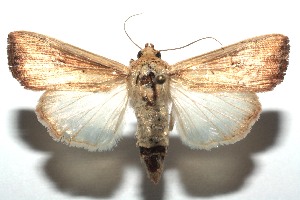  ( - 15-SRNP-101201)  @14 [ ] CreativeCommons  Attribution Non-Commercial Share-Alike (2016) Unspecified Guanacaste Dry Forest Conservation Fund