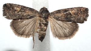  ( - 15-SRNP-101244)  @14 [ ] CreativeCommons  Attribution Non-Commercial Share-Alike (2016) Unspecified Guanacaste Dry Forest Conservation Fund