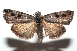  ( - 15-SRNP-101247)  @14 [ ] CreativeCommons  Attribution Non-Commercial Share-Alike (2016) Unspecified Guanacaste Dry Forest Conservation Fund