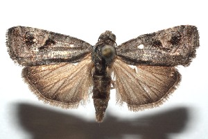  ( - 15-SRNP-101248)  @14 [ ] CreativeCommons  Attribution Non-Commercial Share-Alike (2016) Unspecified Guanacaste Dry Forest Conservation Fund