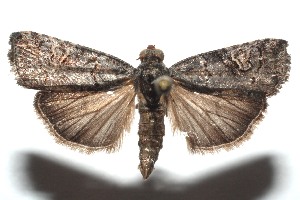  ( - 15-SRNP-101249)  @14 [ ] CreativeCommons  Attribution Non-Commercial Share-Alike (2016) Unspecified Guanacaste Dry Forest Conservation Fund