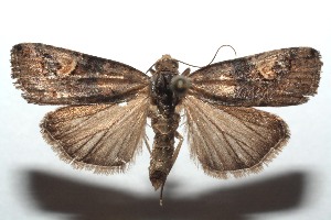  ( - 15-SRNP-101252)  @14 [ ] CreativeCommons  Attribution Non-Commercial Share-Alike (2016) Unspecified Guanacaste Dry Forest Conservation Fund