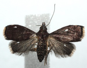  ( - 15-SRNP-101402)  @13 [ ] CreativeCommons  Attribution Non-Commercial Share-Alike (2016) Unspecified Guanacaste Dry Forest Conservation Fund