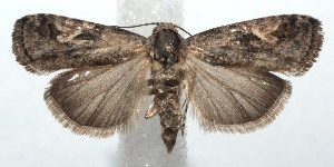  ( - 15-SRNP-101405)  @14 [ ] CreativeCommons  Attribution Non-Commercial Share-Alike (2016) Unspecified Guanacaste Dry Forest Conservation Fund