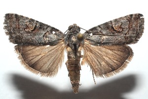  ( - 15-SRNP-101427)  @14 [ ] CreativeCommons  Attribution Non-Commercial Share-Alike (2016) Unspecified Guanacaste Dry Forest Conservation Fund