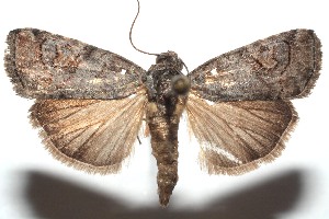  ( - 15-SRNP-101430)  @14 [ ] CreativeCommons  Attribution Non-Commercial Share-Alike (2016) Unspecified Guanacaste Dry Forest Conservation Fund