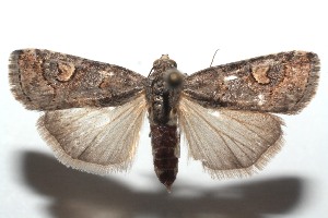  ( - 15-SRNP-101431)  @14 [ ] CreativeCommons  Attribution Non-Commercial Share-Alike (2016) Unspecified Guanacaste Dry Forest Conservation Fund