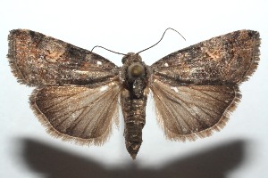  ( - 15-SRNP-101432)  @14 [ ] CreativeCommons  Attribution Non-Commercial Share-Alike (2016) Unspecified Guanacaste Dry Forest Conservation Fund