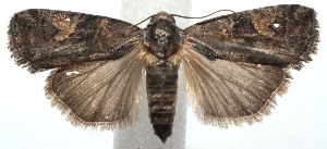  ( - 15-SRNP-101610)  @14 [ ] CreativeCommons  Attribution Non-Commercial Share-Alike (2016) Unspecified Guanacaste Dry Forest Conservation Fund