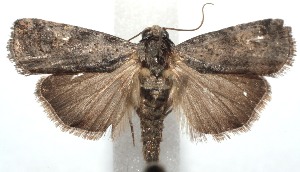  ( - 15-SRNP-101611)  @14 [ ] CreativeCommons  Attribution Non-Commercial Share-Alike (2016) Unspecified Guanacaste Dry Forest Conservation Fund