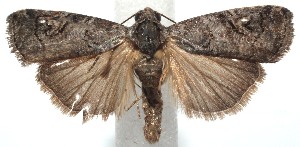  ( - 15-SRNP-101613)  @14 [ ] CreativeCommons  Attribution Non-Commercial Share-Alike (2016) Unspecified Guanacaste Dry Forest Conservation Fund