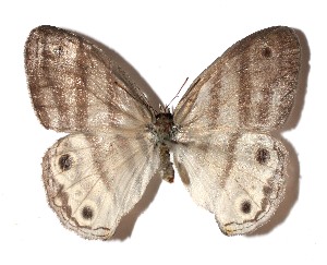  ( - 15-SRNP-26010)  @11 [ ] CreativeCommons  Attribution Non-Commercial Share-Alike (2017) Daniel H. Janzen Guanacaste Dry Forest Conservation Fund