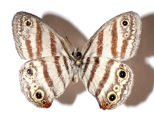  ( - 15-SRNP-26010)  @11 [ ] CreativeCommons  Attribution Non-Commercial Share-Alike (2017) Daniel H. Janzen Guanacaste Dry Forest Conservation Fund