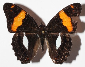  ( - 15-SRNP-30164)  @13 [ ] CreativeCommons  Attribution Non-Commercial Share-Alike (2016) Unspecified Guanacaste Dry Forest Conservation Fund