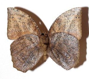  ( - 15-SRNP-55876)  @12 [ ] CreativeCommons  Attribution Non-Commercial Share-Alike (2017) Daniel H. Janzen Guanacaste Dry Forest Conservation Fund