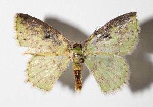  ( - 15-SRNP-70353)  @13 [ ] CreativeCommons  Attribution Non-Commercial Share-Alike (2016) Unspecified Guanacaste Dry Forest Conservation Fund