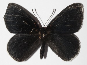  ( - 15-SRNP-70584)  @14 [ ] CreativeCommons  Attribution Non-Commercial Share-Alike (2016) Unspecified Guanacaste Dry Forest Conservation Fund