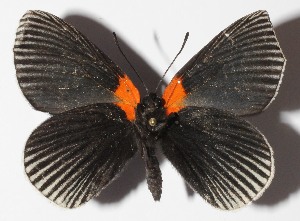  ( - 15-SRNP-70584)  @14 [ ] CreativeCommons  Attribution Non-Commercial Share-Alike (2016) Unspecified Guanacaste Dry Forest Conservation Fund