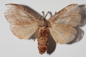  ( - 15-SRNP-70734)  @14 [ ] CreativeCommons  Attribution Non-Commercial Share-Alike (2016) Unspecified Guanacaste Dry Forest Conservation Fund