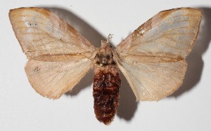  ( - 15-SRNP-70740)  @14 [ ] CreativeCommons  Attribution Non-Commercial Share-Alike (2016) Unspecified Guanacaste Dry Forest Conservation Fund