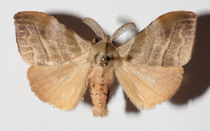  ( - 15-SRNP-70919)  @14 [ ] CreativeCommons  Attribution Non-Commercial Share-Alike (2016) Unspecified Guanacaste Dry Forest Conservation Fund