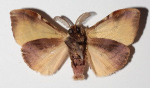  ( - 15-SRNP-70919)  @14 [ ] CreativeCommons  Attribution Non-Commercial Share-Alike (2016) Unspecified Guanacaste Dry Forest Conservation Fund