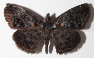  ( - 15-SRNP-71091)  @14 [ ] CreativeCommons  Attribution Non-Commercial Share-Alike (2016) Unspecified Guanacaste Dry Forest Conservation Fund